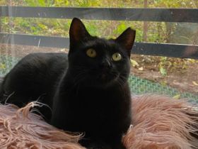 Einzelprinzessin Muria sucht ihre Familie