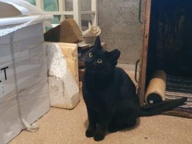 Einzelprinzessin Muria sucht ihre Familie