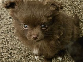 Zwei süße Pomchi Mädchen