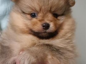 Pomeranian Reinrassig