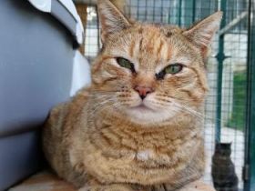 Monalisa, Einzelprinzessin