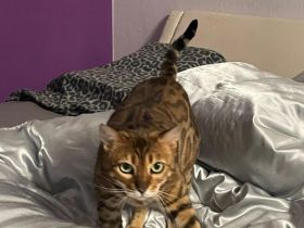 Bengal Pärchen abzugeben