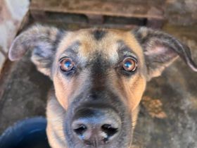 Darf ich vorstellen, Wesley! Adopt! Don´t shop.