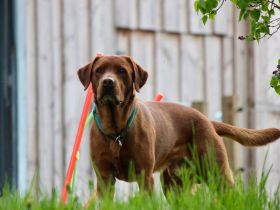 Foxred Labrador Deckrüde Red Biscuit vom Tattenbach