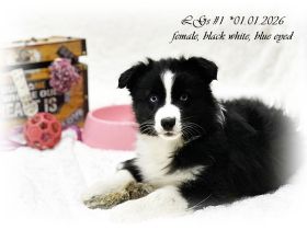 Australian Shepherd Welpen suchen ihr perfect match!