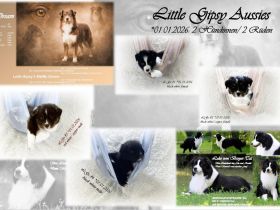 Australian Sheperd Welpen suchen ihr perfect match!