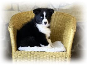 Australian Shepherd Welpen suchen ihr perfect match!