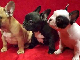 Französische Bulldogge