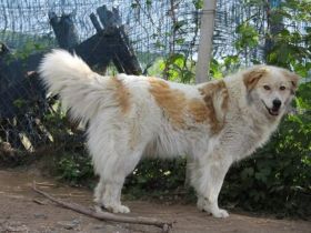 Zurückhaltende Pinia sucht geduldiges und ruhiges Zuhause