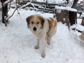 Zurückhaltende Pinia sucht geduldiges und ruhiges Zuhause