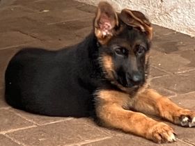 Schäferhund Welpen