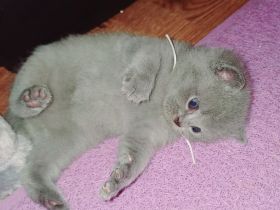 Britisch kurzhaar kitten