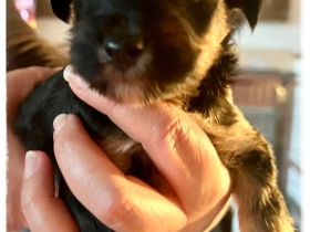 Tibetdoodle Welpen wir dürfe bald ausziehen