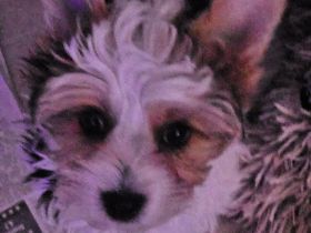 Biewer Yorkshire Terrier Welpen Reinrassig mit Ahnentafel