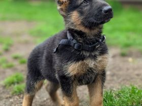 Hochwertige GSD-Welpen zu verkaufen