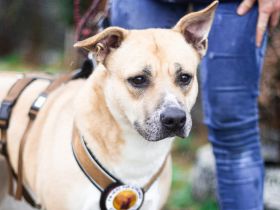 Traurige Anna sucht ein Zuhause in der Schweiz / Österreich