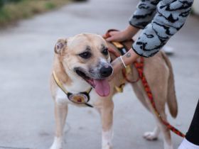 Traurige Anna sucht ein Zuhause in der Schweiz / Österreich