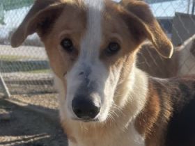 Eneas, geb. ca. 07/2023, lebt in GRIECHENLAND, im städt. Tierheim Serres