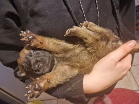 Malinoiswelpen Top nachkommen