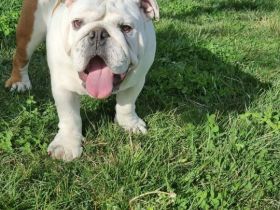 englische Bulldogge