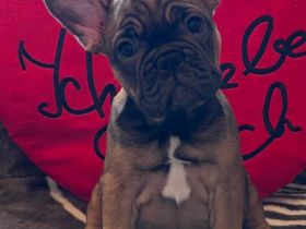 Französische Bulldoggen Welpen