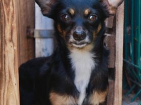 Guido - NUR ALS PATENHUND