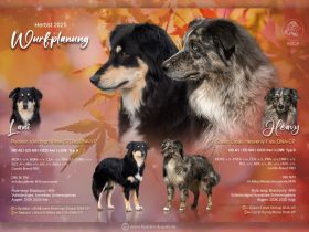 Wurfplanung/ Würfankündigung Herbst 2025- sportliche Australian Shepherd Welpen mit ASCA Papieren