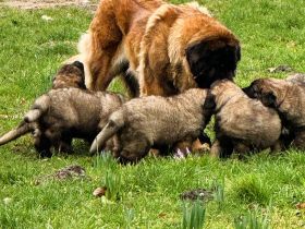 Leonberger Welpen aus bester Abstammuing Löwengelb mit schwarzer Maske -