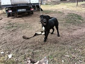 Wer schenkt Keno ein neues Leben?