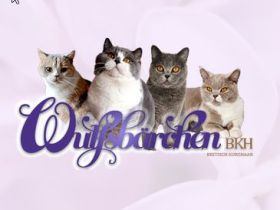 WulfsBärchen