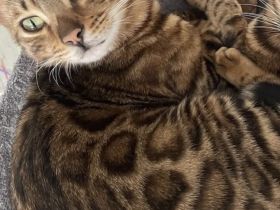 Junger Bengalkater abzugeben