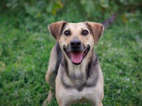 ehemaliger Straßenhund Elouan sucht ein liebevolles Zuhause