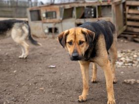 Schenks du Faro ein Zuhause?