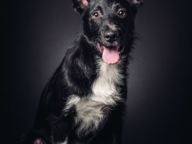 Magnus, süßer, netter, unsicherer Junghund, 50 cm groß, kastriert, 1 Jahr, sucht erfahrenes Zuhause