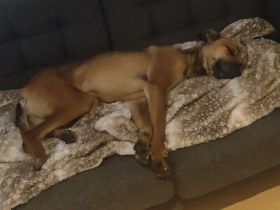 Schmusebacke sucht ein Zuhause