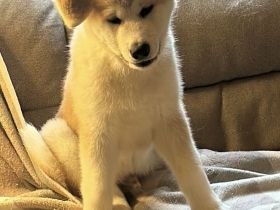 *Aktualisiert* 1 Akita Inu Welpe, reinrassig, rot