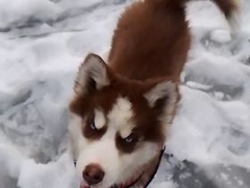 Sibirien Husky