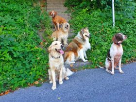 1x1 Hundetraining - Regionale Hundeschule Rheintal SG - Buchs - Liechtenstein und Umgebung