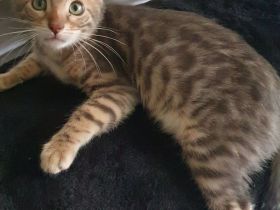 Reinrassige Bengal Kitten mit Stammbaum