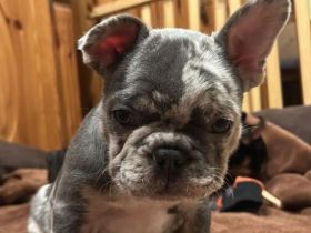 Französische bulldoggen