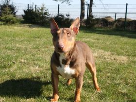 Deckrüde Miniatur Bullterrier / Miniature Bull Terrier Schoko