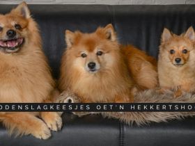Middenslagkeesjes Oet'n Hekkertshook