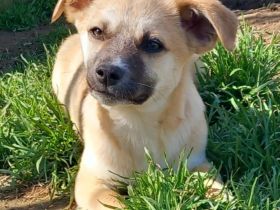 WELPE FERDI / männlich /  derzeit noch in Griechenland / reserviert