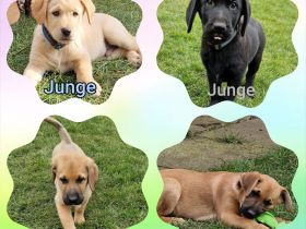 Labrador Mix Welpen