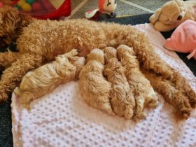 Apricot Maltipoo Welpen mit Stammbaum ( Pudel + Malteser)