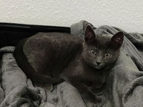 2 Kater schwarz und grau