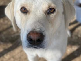 Greg, geb. ca.02/2023, lebt in GRIECHENLAND, im städt. Tierheim Serres