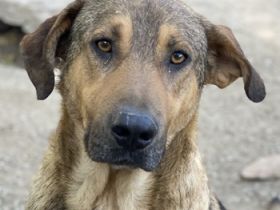 Novo, geb. ca. 04/2023, lebt in GRIECHENLAND, im städt. Tierheim Serres