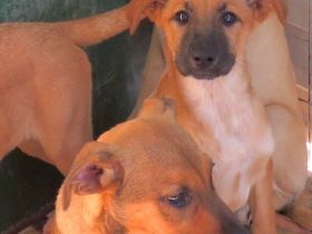 Sabo, Siri, Sookie und Shady, Mischlinge