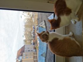 2 kätzchen 1 Jahr jung